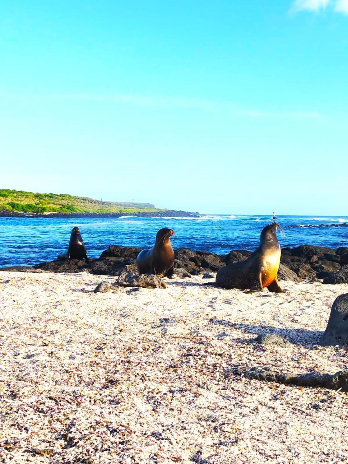 Hotel Los Algarrobos Puerto Baquerizo Moreno Eksteriør bilde